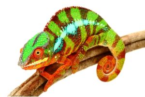 Furcifer pardalis, Ambilobe mâles subadultes